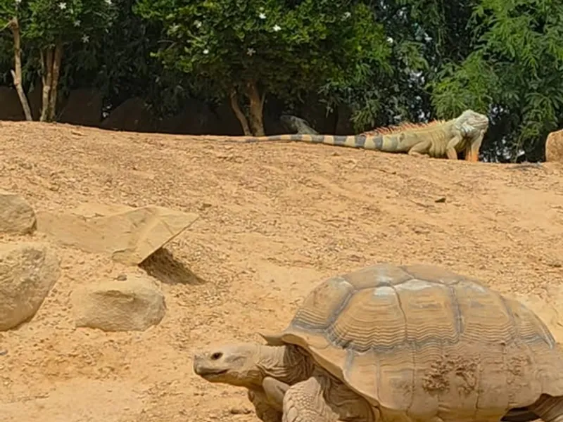 Crocoparc Agadir, loisirs à Agadir, photo 6