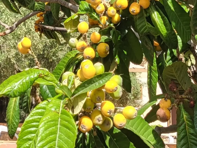 Jnane Tihihit — photo 3