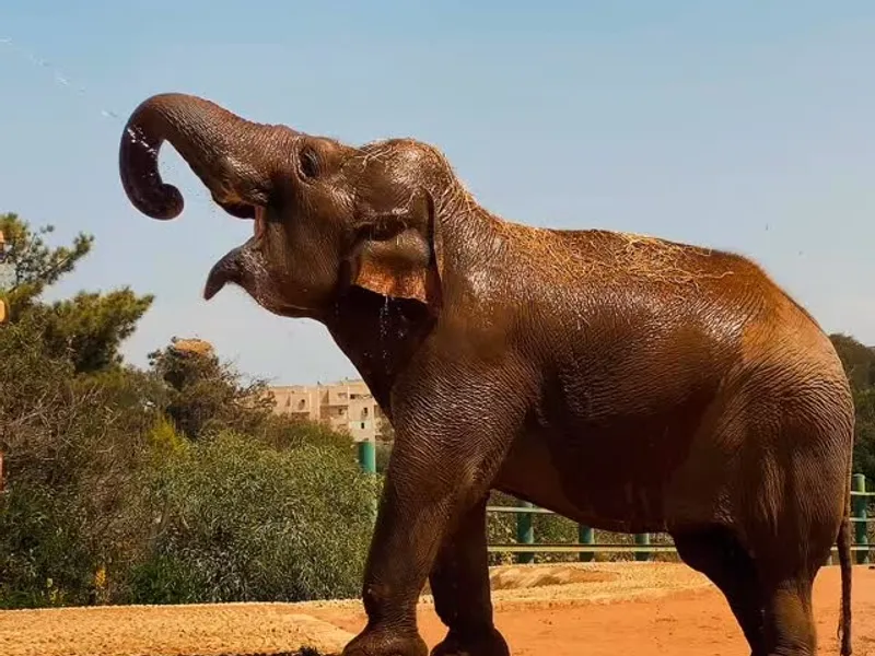 Jardin Zoologique de Rabat, loisirs à Rabat, photo 4