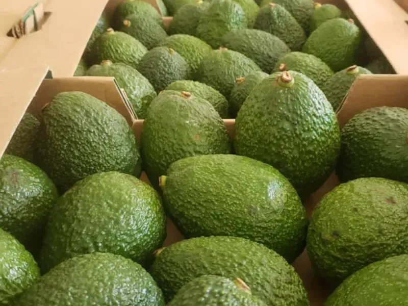 Guacaté — Photo 5