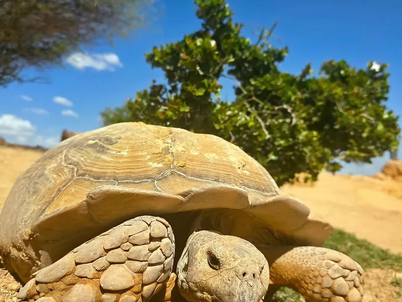 Crocoparc Agadir, loisirs à Agadir, photo 2