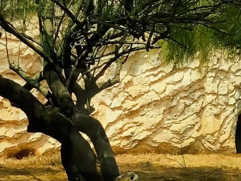Jardin Zoologique de Rabat, loisirs à Rabat, photo 6
