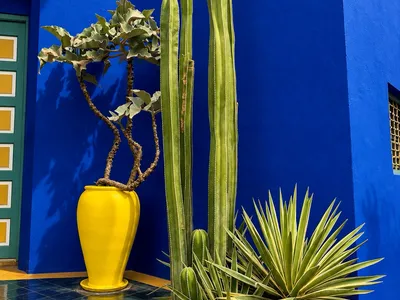 Jardin Majorelle